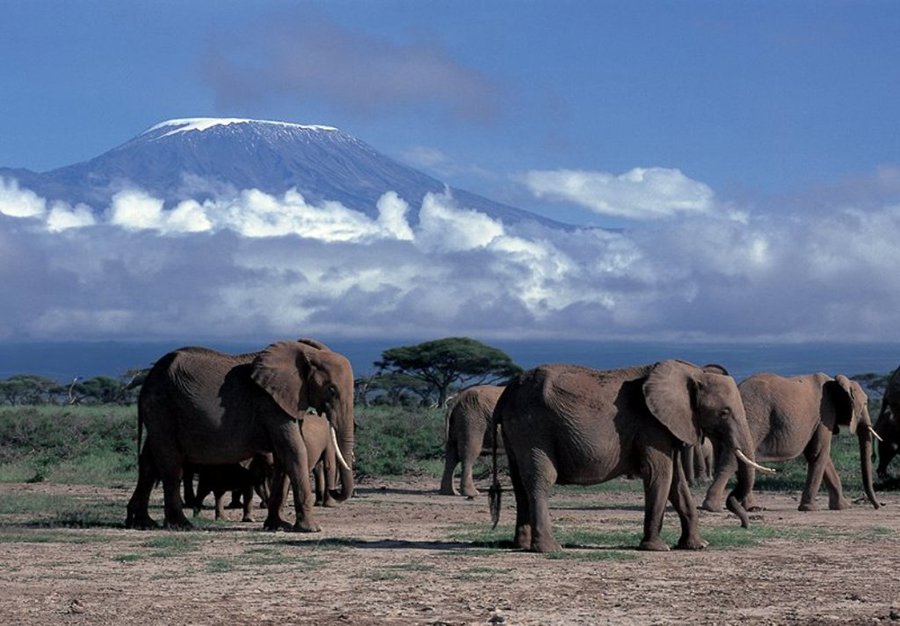 A herd of elephants walking across the savanna plains of Amboseli National Park, with the snow-capped peak of Mount Kilimanjaro rising majestically in the background.