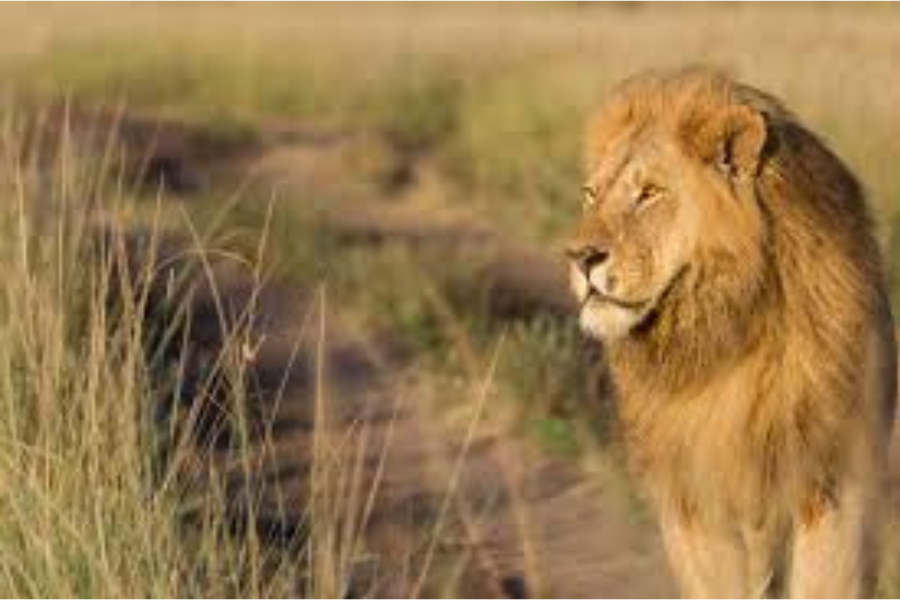 A collage of images showcasing tree-climbing lions in Lake Manyara, a vast flock of pink flamingos at Lake Manyara, the dramatic landscape of the Ngorongoro Crater teeming with wildlife, and a herd of elephants marching past baobab trees in Tarangire