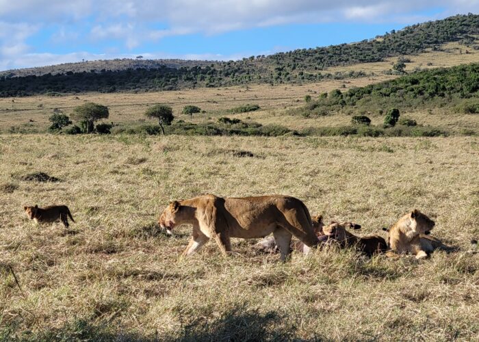 Maasai mara