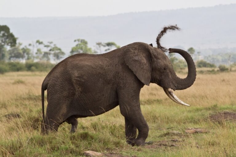 elephant in samburu