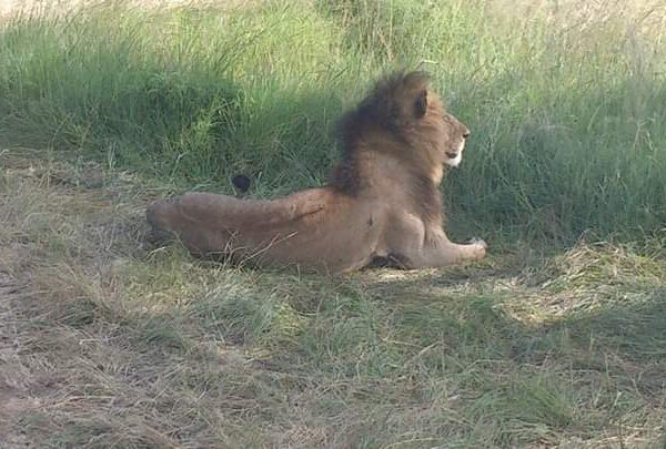 Lion at maasai mara