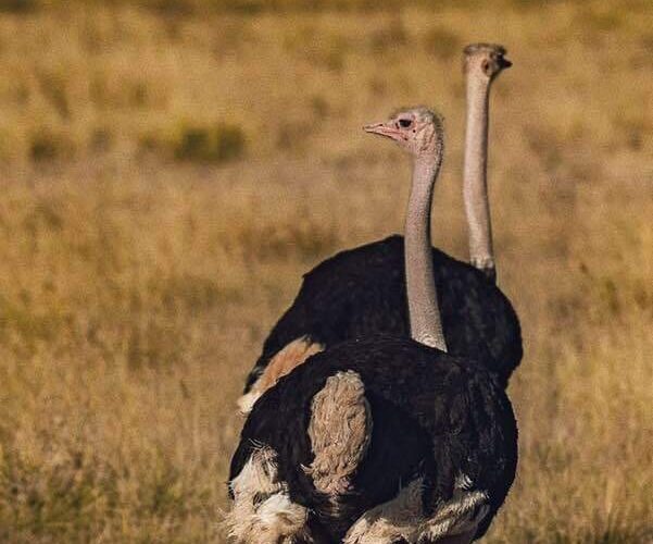 masai mara ostrich
