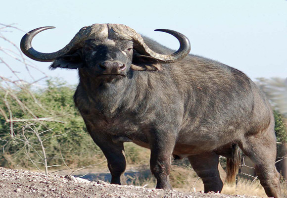 lake nakuru buffalo