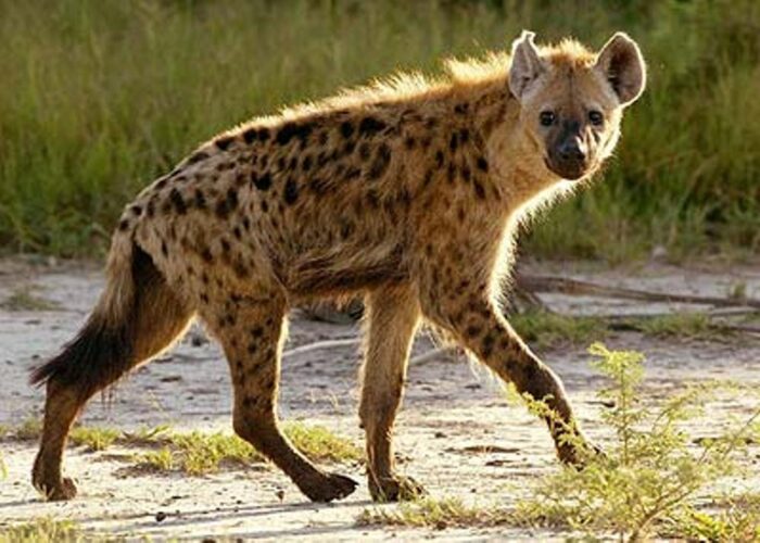 Hyena at Amboseli
