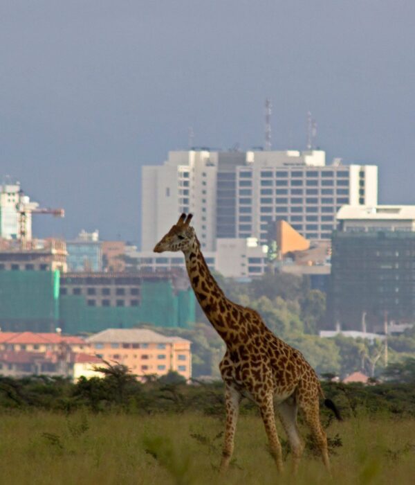 giraffe-and-sky-line-nairobi