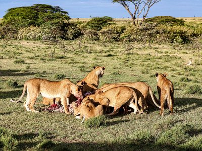 A majestic lion pride resting under an acacia tree on the savanna plains of Mikumi National Park, Tanzania.