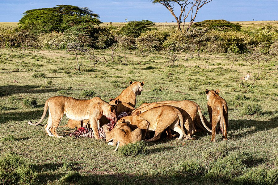 A majestic lion pride resting under an acacia tree on the savanna plains of Mikumi National Park, Tanzania.