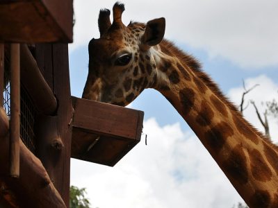 Tourists feeding giraffes at the Giraffe Centre in Nairobi, Kenya