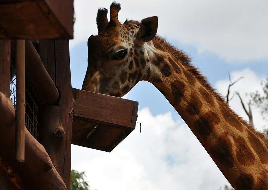 Tourists feeding giraffes at the Giraffe Centre in Nairobi, Kenya