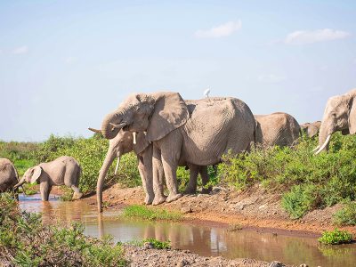 A group of elephants drinking water at Shimba hills