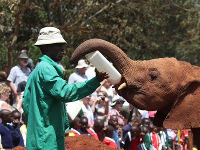 A tourist standing on a platform at the Giraffe Centre in Nairobi, Kenya, hand-feeding a Rothschild's giraffe. The Nairobi skyline can be seen in the background.