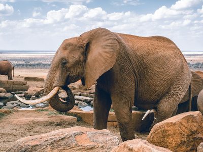 An elephant perched on a rocky outcrop overlooking the savanna plains of Tsavo West National Park, Kenya, with volcanic hills in the distance.