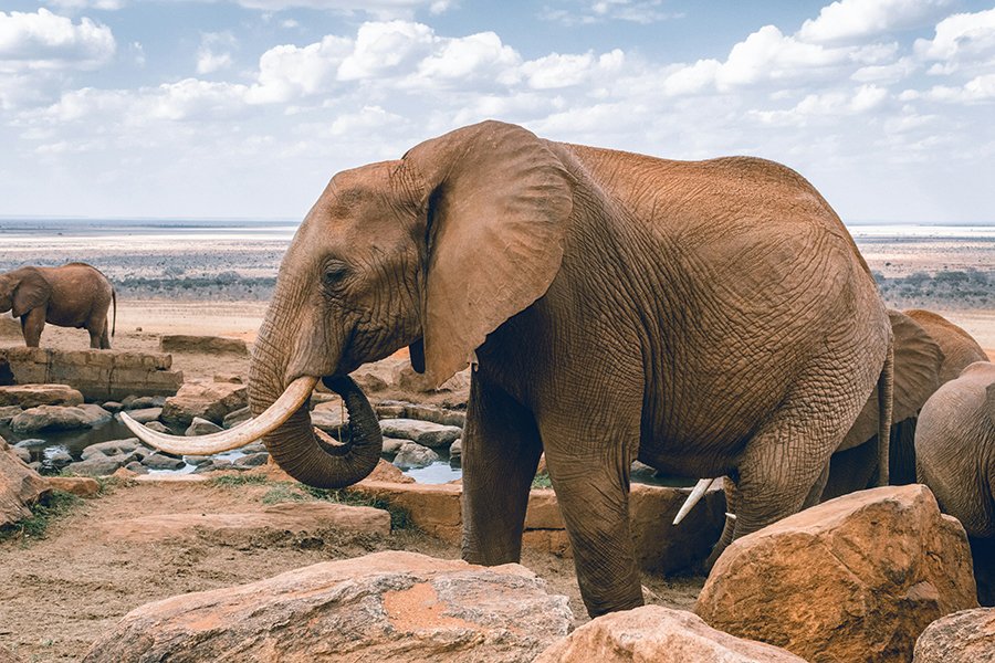 An elephant perched on a rocky outcrop overlooking the savanna plains of Tsavo West National Park, Kenya, with volcanic hills in the distance.