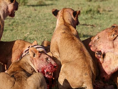 A pride of lions feeding at Nairobi national park.