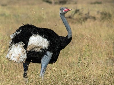 Ostrich at Nairobi National Park