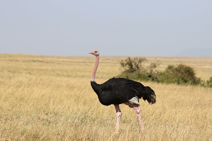 an ostrich wading through the papyrus swamp in Saiwa Swamp National Park, Kenya.