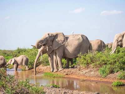 A herd of elephants crossing the Rufiji River in Nyerere National Park, Tanzania, with lush vegetation and a clear blue sky in the background.