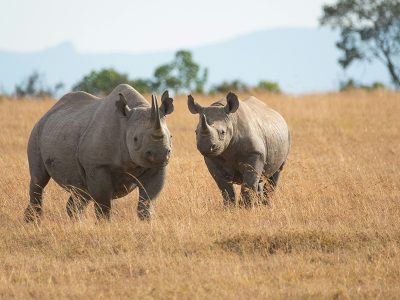 A critically endangered black rhinoceros grazing in the grasslands of Mkomazi National Park, with the Pare Mountains in the background.