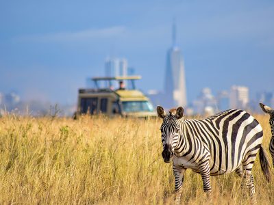 A group of tourists on a game drive in Nairobi National Park, Kenya, with a pride of lions resting in the shade of acacia trees in the background.