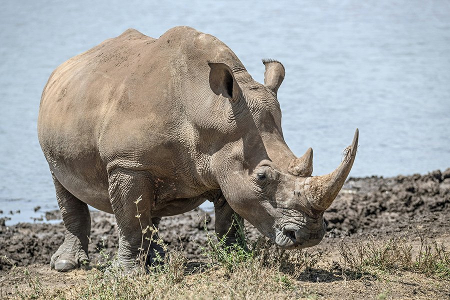 A black rhino grazing peacefully on the savanna grasslands of Ol Pejeta Conservancy, with Mount Kenya in the background.