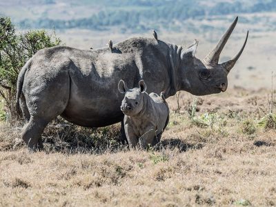 A powerful black rhino grazing in the vast grasslands of Ol Pejeta Conservancy, Kenya.