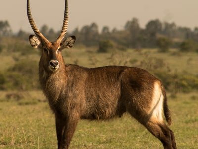 a waterbuck at lake Naivasha