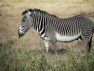 A family of zebras grazing peacefully on the shores of Lake Victoria with Saanane Island National Park in the background.