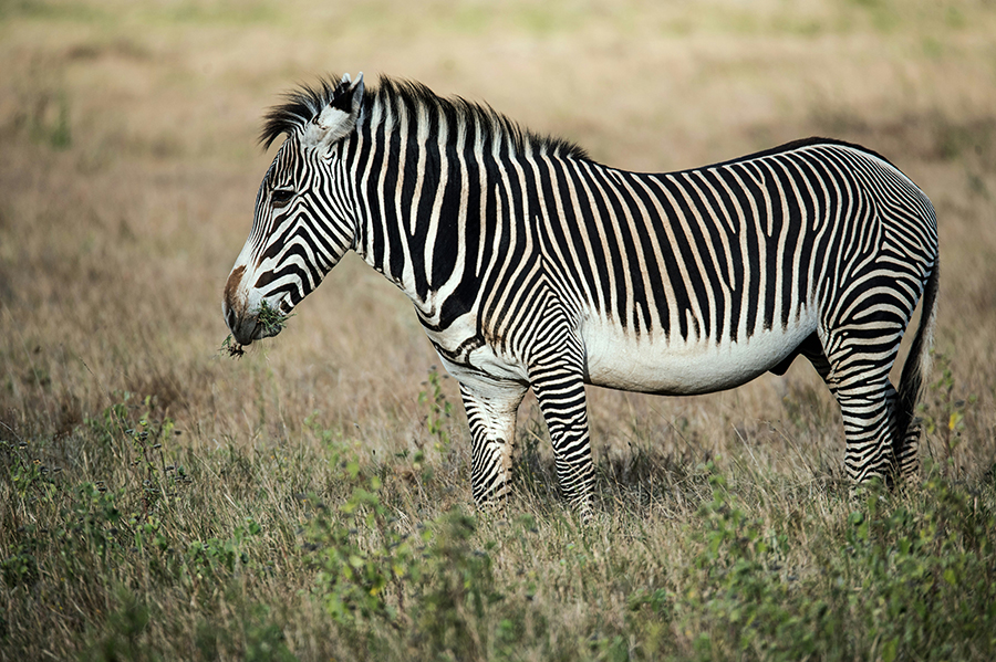 A family of zebras grazing peacefully on the shores of Lake Victoria with Saanane Island National Park in the background.