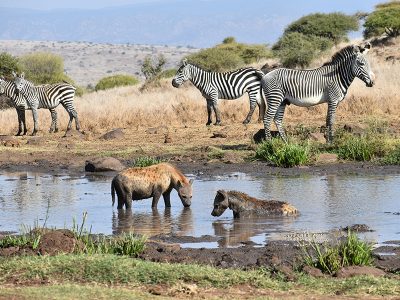 A diverse group of animals gathering at a watering hole in Ruaha National Park, Tanzania, with elephants, giraffes, and zebras visible.