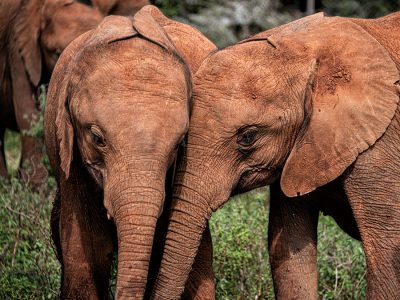 A herd of red elephants dust-bathing in the red soil of Tsavo East National Park, Kenya, with acacia trees in the background.