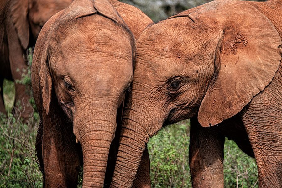 A herd of red elephants dust-bathing in the red soil of Tsavo East National Park, Kenya, with acacia trees in the background.