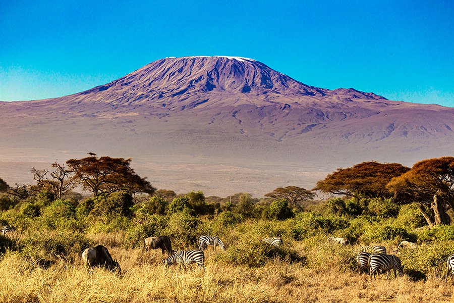 A majestic African elephant with large tusks walking across the savanna plains of Amboseli National Park, with the snow-capped peak of Mount Kilimanjaro rising majestically in the background.