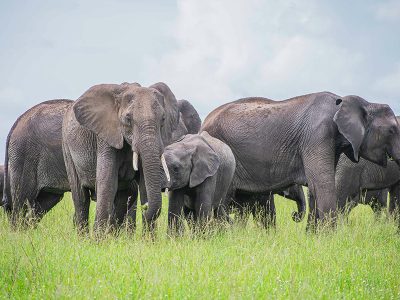 A large herd of elephants roaming freely across the savanna plains of Amboseli National Park, with the majestic snow-capped peak of Mount Kilimanjaro rising in the background.