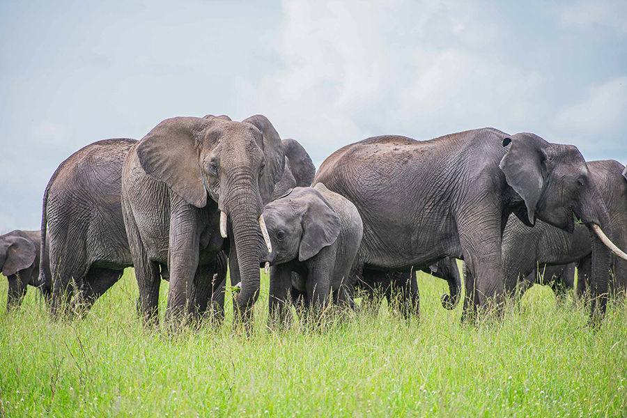 A large herd of elephants roaming freely across the savanna plains of Amboseli National Park, with the majestic snow-capped peak of Mount Kilimanjaro rising in the background.