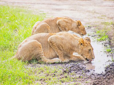 lions drinking water at the savanna plains of Amboseli National Park, with the snow-capped peak of Mount Kilimanjaro rising majestically in the background, and a herd of red elephants covered in dust in the foreground.