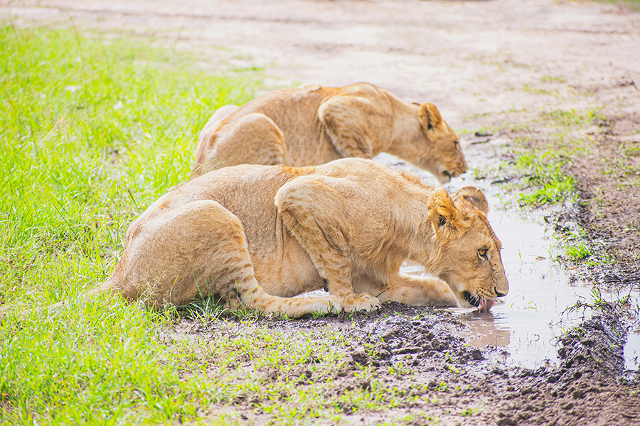 lions drinking water at the savanna plains of Amboseli National Park, with the snow-capped peak of Mount Kilimanjaro rising majestically in the background, and a herd of red elephants covered in dust in the foreground.