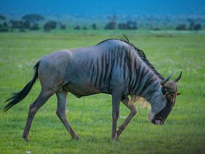 A massive herd of wildebeest migrating across the vast plains of the Serengeti National Park in Tanzania, with a vibrant sunset in the background.