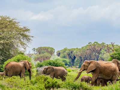 A herd of red elephants roaming the vast plains of Tsavo East National Park in Kenya, with the Yatta Plateau in the background.