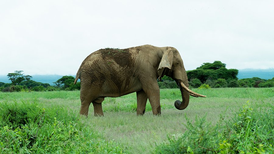 An elephant grazing on the grasslands of Shaba National Reserve, with the dramatic volcanic peaks of Shaba Hill in the background.