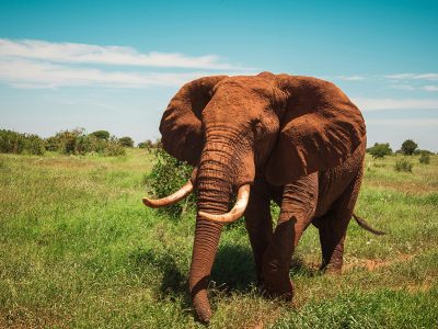 A vast herd of red elephants roaming the dusty plains of Tsavo East National Park in Kenya, with acacia trees and the snow-capped peak of Mount Kilimanjaro in the distance.