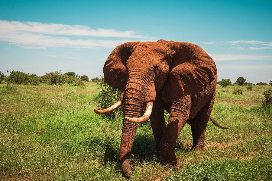 A vast herd of red elephants roaming the dusty plains of Tsavo East National Park in Kenya, with acacia trees and the snow-capped peak of Mount Kilimanjaro in the distance.