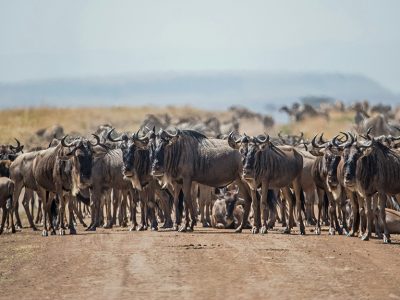 Millions of wildebeests crossing the Mara River in the Maasai Mara National Reserve, Kenya, during the Great Wildebeest Migration, with acacia trees dotting the landscape in the foreground and a dramatic sunset in the background.