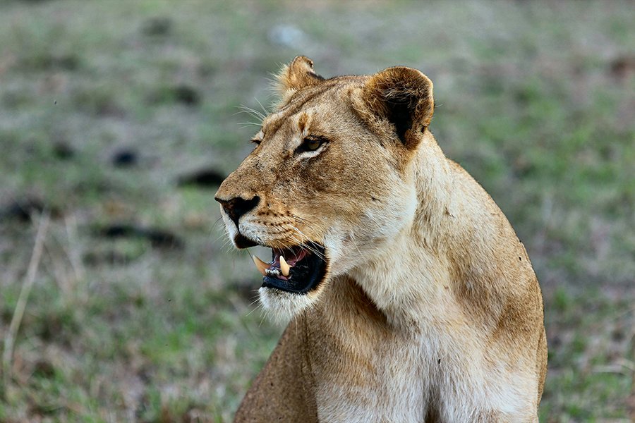 A lioness stalking its prey in the grasslands of Nairobi National Park, with the city skyline in the background.