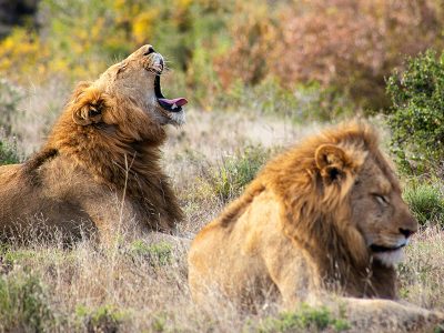 lions at the Mara River in the Serengeti National Park, Tanzania, at sunrise.