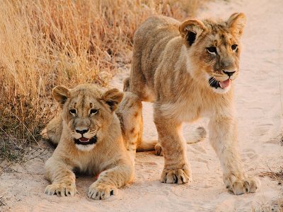 Lions at Lake Nakuru, Kenya, creating a stunning natural spectacle against the backdrop of acacia trees and distant mountains.