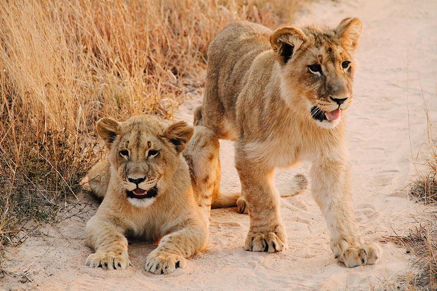 Lions at Lake Nakuru, Kenya, creating a stunning natural spectacle against the backdrop of acacia trees and distant mountains.