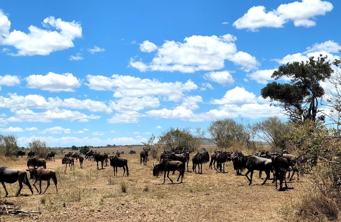 A collage of images showcasing a Grevy's zebra in Samburu, a chimpanzee swinging through trees in Ol Pejeta, a bongo antelope in Aberdare, a vast flock of pink flamingos at Lake Nakuru, a boat safari on Lake Naivasha with hippos, a pride of lions resting in the shade in the Maasai Mara, and a herd of elephants with Mount Kilimanjaro in the background in Amboseli