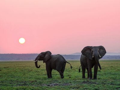 A majestic bull elephant silhouetted against the breathtaking backdrop of Mount Kilimanjaro's snow-capped peak at sunset, with acacia trees dotting the foreground in Amboseli National Park, Kenya.