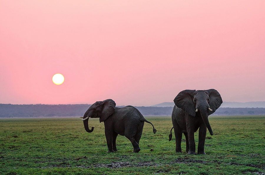 A majestic bull elephant silhouetted against the breathtaking backdrop of Mount Kilimanjaro's snow-capped peak at sunset, with acacia trees dotting the foreground in Amboseli National Park, Kenya.