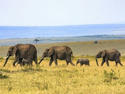 A herd of elephants walking across the savanna plains of Chyulu Hills National Park, with the majestic Mount Kilimanjaro rising in the background.